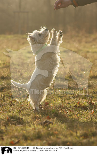 West Highland White Terrier shows trick / DG-07949