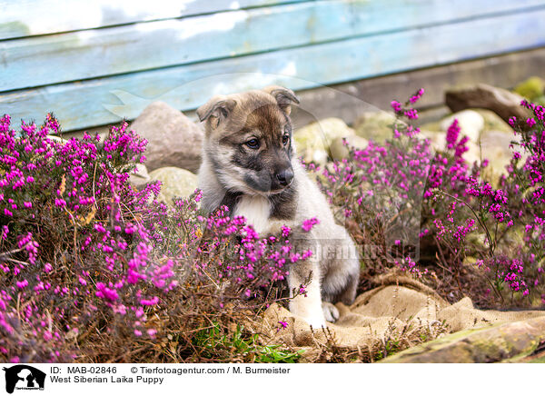 West Siberian Laika Puppy / MAB-02846