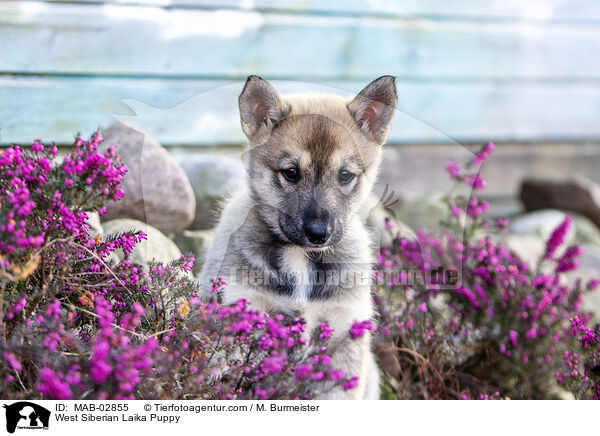 Westsibirischer Laika Welpe / West Siberian Laika Puppy / MAB-02855