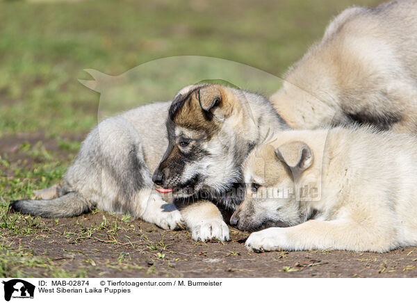 West Siberian Laika Puppies / MAB-02874