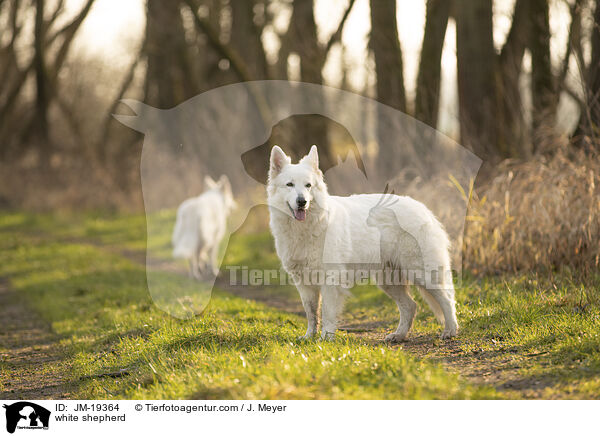 Weier Schferhund / white shepherd / JM-19364