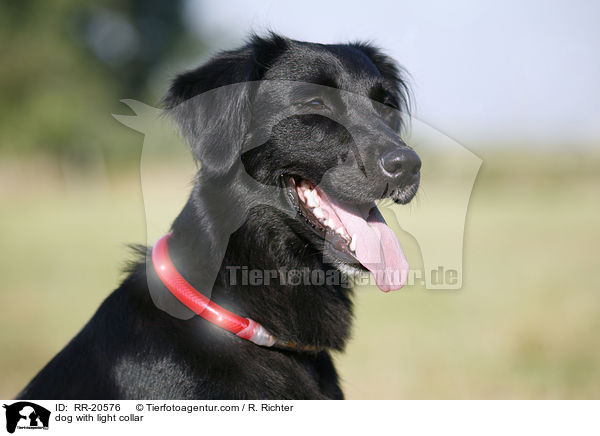 Hund mit Leuchthalsband / dog with light collar / RR-20576