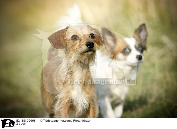 2 Hunde / 2 dogs / BS-05668