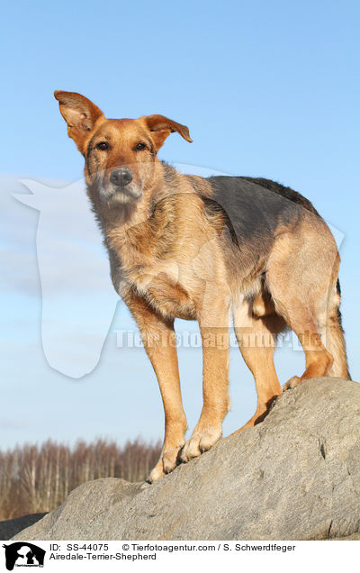 Airedale-Terrier-Shepherd / SS-44075
