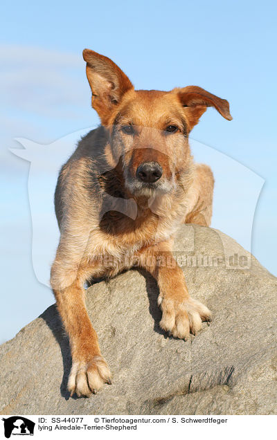 lying Airedale-Terrier-Shepherd / SS-44077
