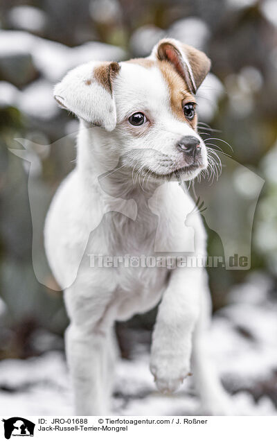 Jack-Russell-Terrier-Mongrel / JRO-01688