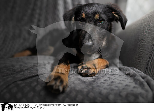 Shepherd-Mongrel Puppy / CF-01277