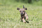 running Dachshund-Mongrel Puppy