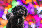 Toy-Poodle-Mongrel