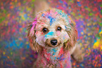 Toy-Poodle-Mongrel