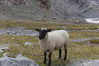 standing Alpine stone sheep