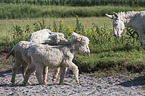 Austria-Hungarian white donkeys