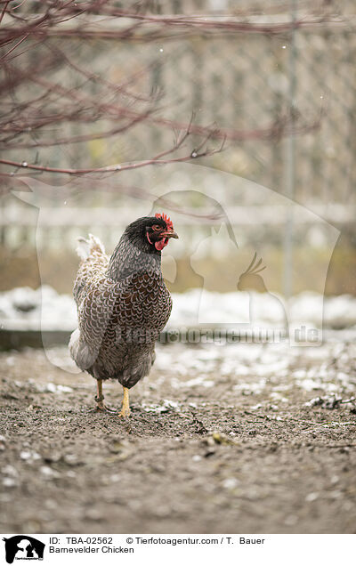 Barnevelder Chicken / TBA-02562