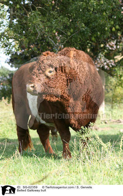Belted Galloway bull / SG-02359