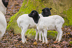 Blackface Sheeps