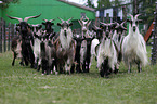 Bulgarian long hair goats and  Girgentana goats