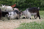 Bulgarian long hair goats