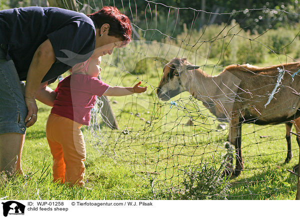 child feeds sheep / WJP-01258