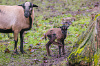 Cameroon Sheeps
