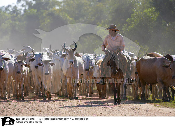 Cowboys treiben Rinder / Cowboys and cattle / JR-01806