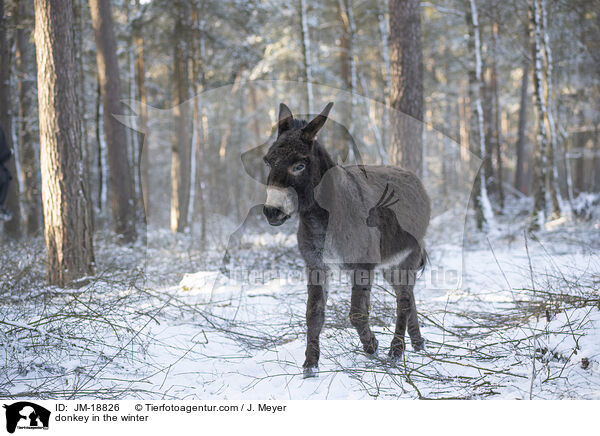Esel im Winter / donkey in the winter / JM-18826