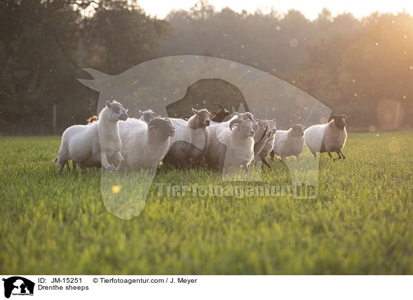 Drenthe sheeps / JM-15251