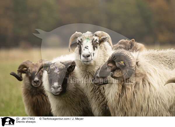 Drents sheeps / JM-17862