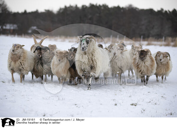 Drenthe Heideschafe im Winter / Drenthe heather sheep in winter / JM-19161