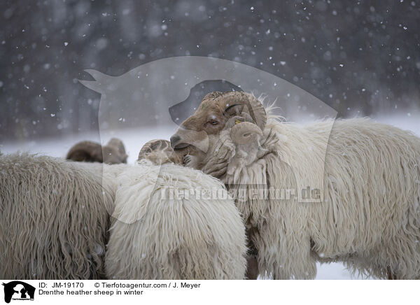 Drenthe Heideschafe im Winter / Drenthe heather sheep in winter / JM-19170