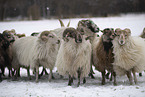 Drenthe heather sheep in winter