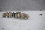 Drenthe heather sheep in winter