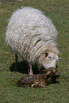 Skudde Sheeps