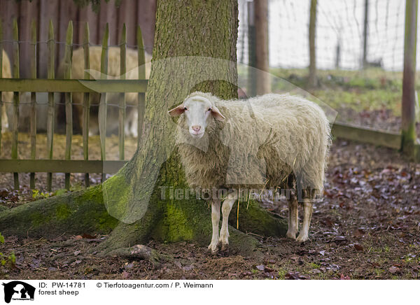 forest sheep / PW-14781