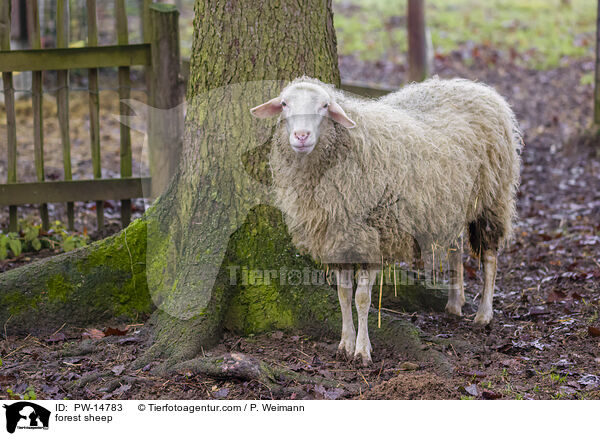 forest sheep / PW-14783