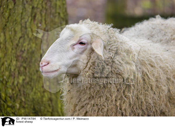forest sheep / PW-14784