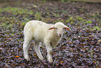 forest sheep lamb