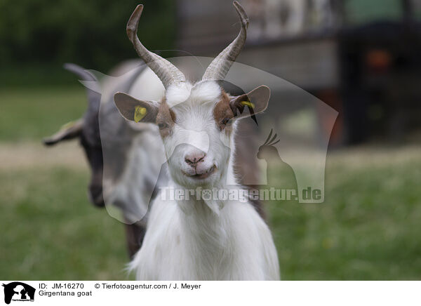 Girgentana goat / JM-16270