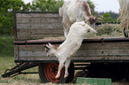 Girgentana goats