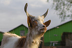 Girgentana goat