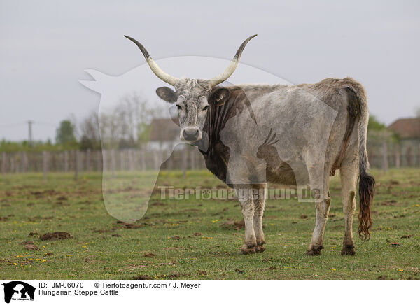 Hungarian Steppe Cattle / JM-06070