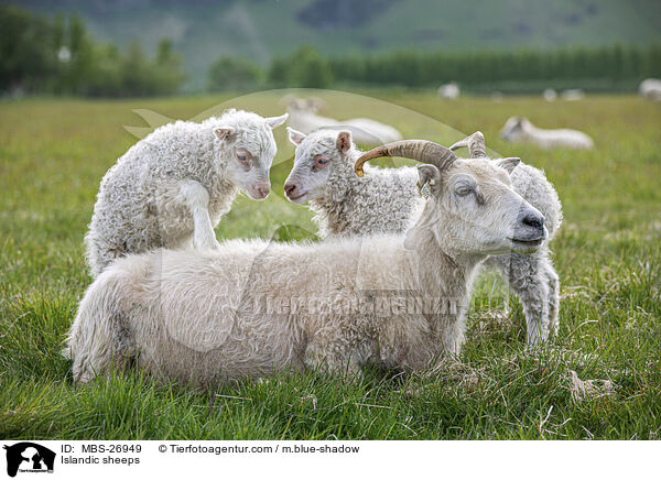Islandic sheeps / MBS-26949