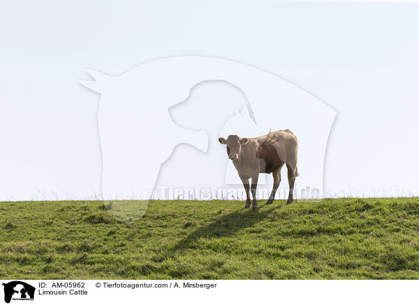 Limousin Cattle / AM-05962
