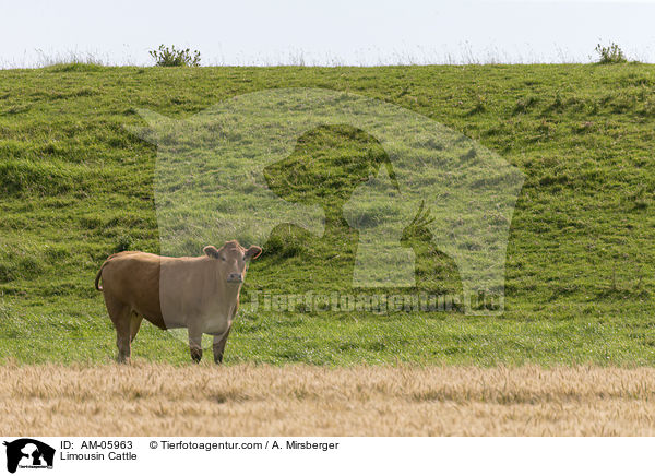 Limousin Cattle / AM-05963