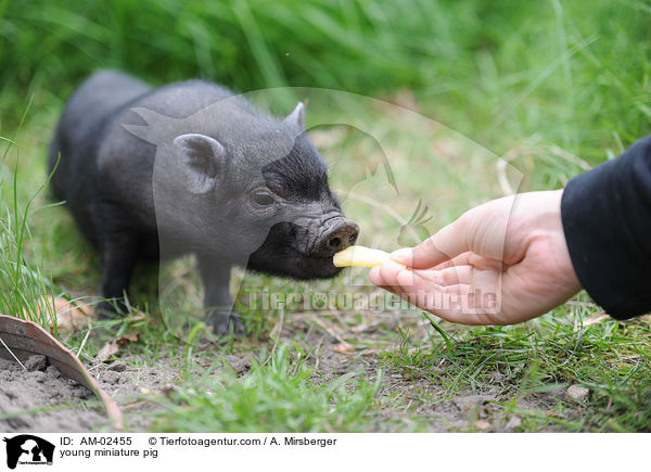 young miniature pig / AM-02455