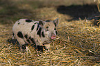Mini pig piglet