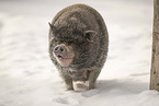 Mini pig in snow