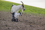 Peacock goats