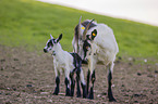 Peacock goats