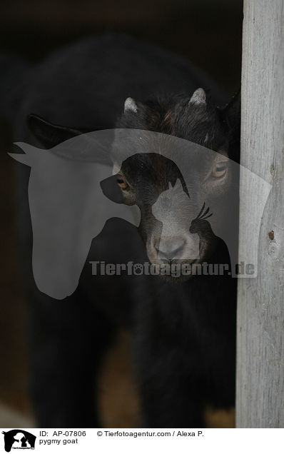 pygmy goat / AP-07806