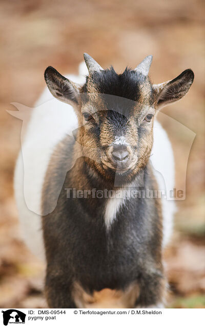 pygmy goat / DMS-09544